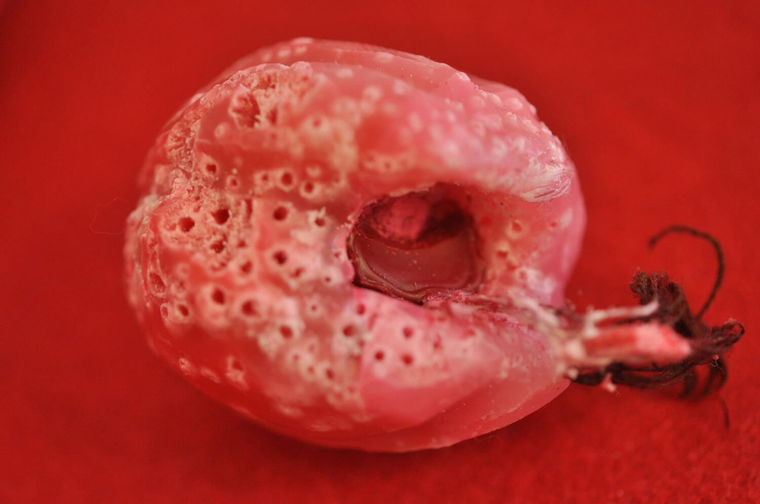 œufs-egg-Organic piece-wax-cire-contemporary art-art textile-fiber art-Maureen Lasne